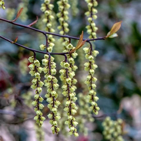 stachyurus chinensis celana.